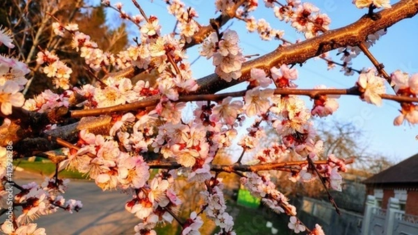 Obraz blooming tree