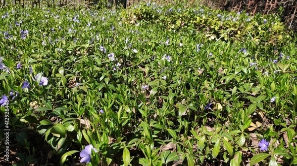 Obraz spring in the forest