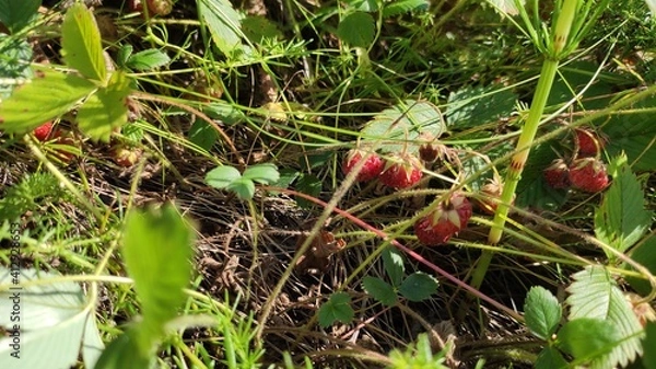 Obraz wild strawberry plant
