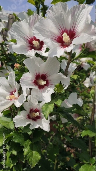 Obraz hibiscus flower