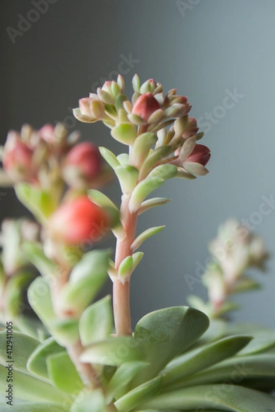 Fototapeta Close up of a green colorful succulent. Inside plant.