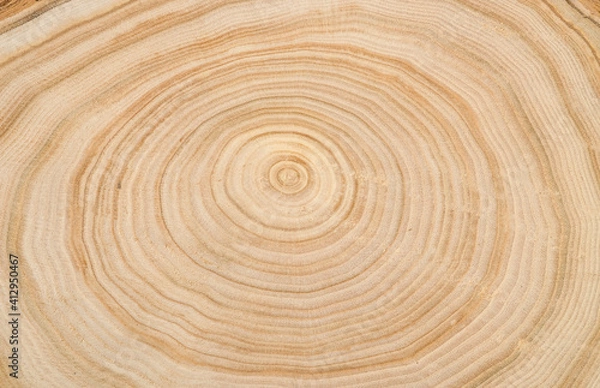 Fototapeta The texture of a wooden saw cut of a tree with silt with a pronounced pattern of annual rings