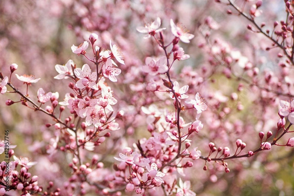 Obraz Beautiful nature scene with blooming tree