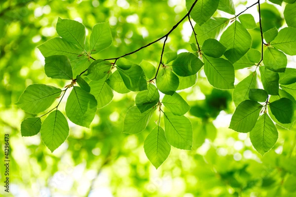 Fototapeta Green leaves background