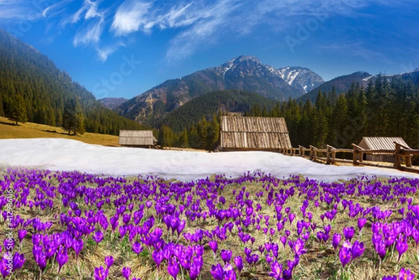 Obraz Crocuses in the Tatra Valley