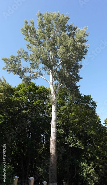 Fototapeta One tall tree is a birch. A bright summer day.