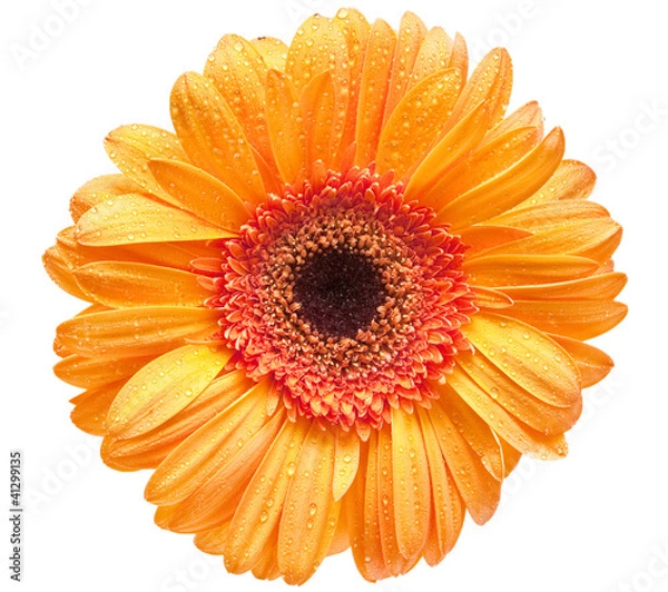 Obraz gerber flower isolated on white background