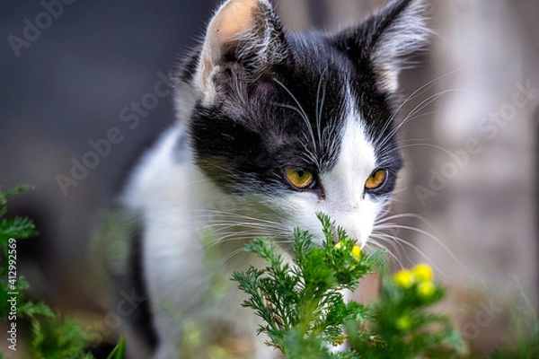 Fototapeta Stallkatze