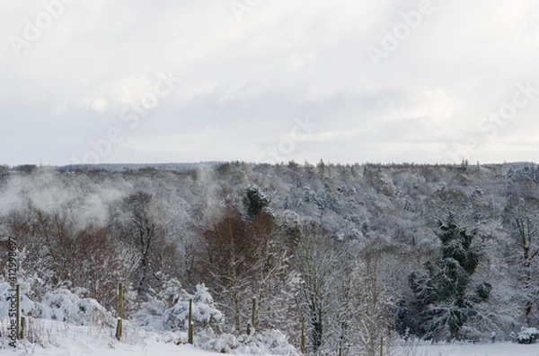Fototapeta Roslin Glen in the snow