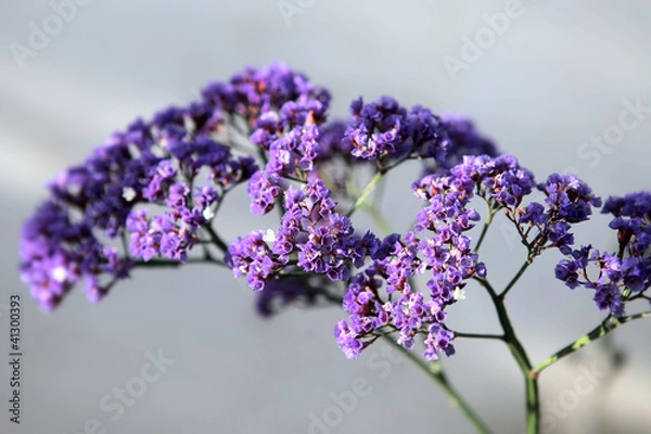 Fototapeta Statice flower