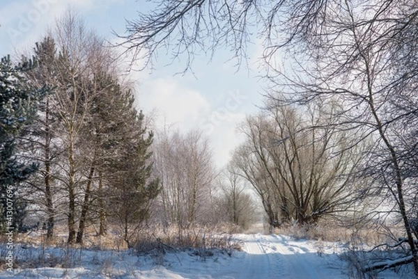 Fototapeta Road in the forest in winter