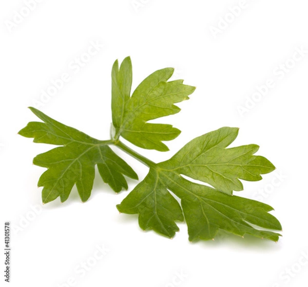 Fototapeta parsley