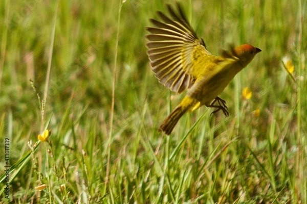 Obraz yellow billed hornbill