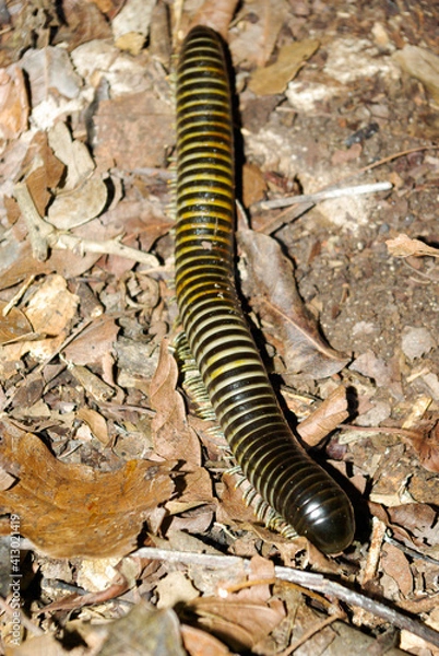 Fototapeta Une bande jaune, un mille-pattes diplopodes géant ( Anadenobolus monilicornis Millipèdes ) vu à Mayajigua, Cuba