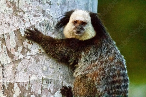 Obraz Small monkey on palm tree