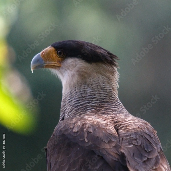 Obraz The crested caracara (Caracara plancus), is a bird of prey in the family Falconidae. As presently defined, the crested caracara is found in South America, the southern United States, including Florida
