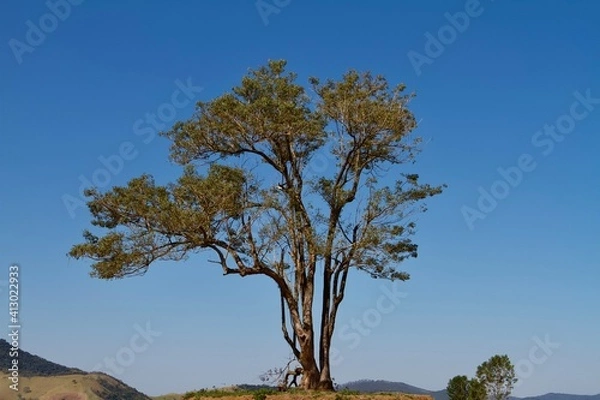 Fototapeta tree on the hill