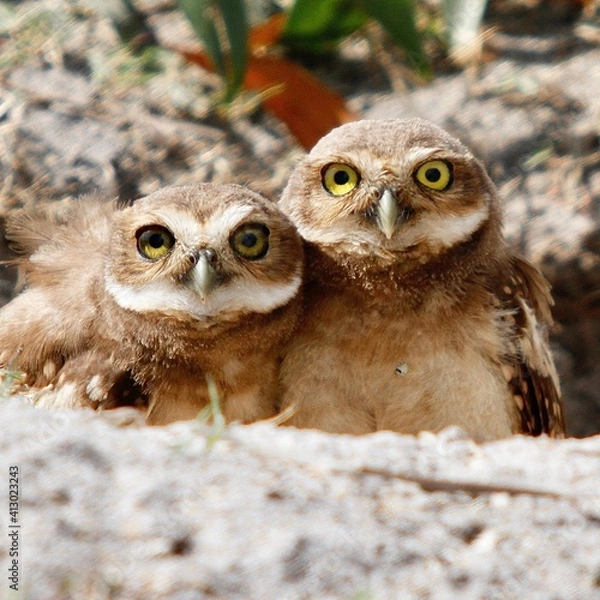 Obraz Couple of burrowing owl