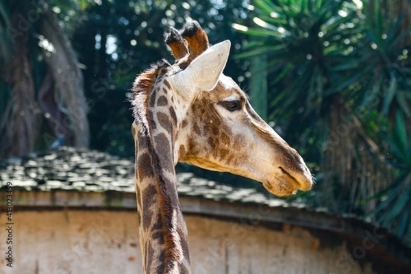 Obraz portrait of a giraffe