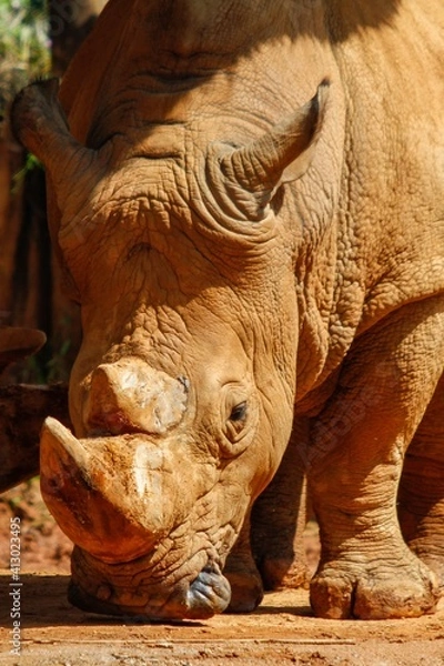Obraz rhino in zoo