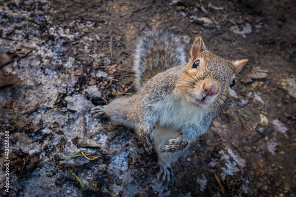 Obraz Grey squirrel sitting on the ground and looking up in Hyde Park, London