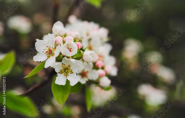 Fototapeta Spring banner, branches of blossoming pear tree. Delicate white and pink flower buds. Blooming tree with blank copy space. Spring banner, landscape panorama..