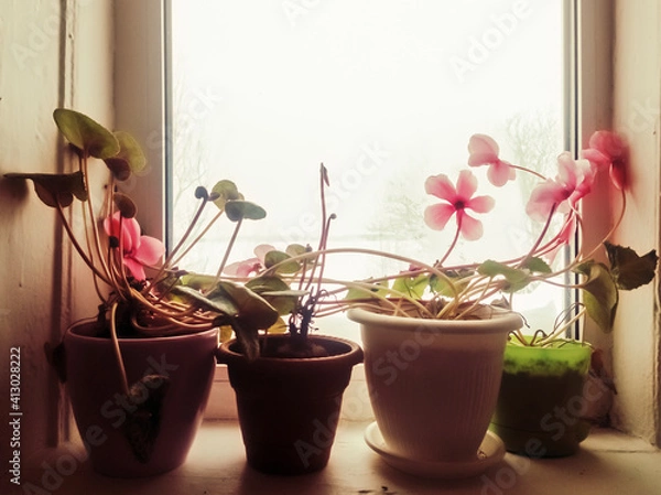 Obraz Cyclamens bloom on the windowsill and wait for spring.