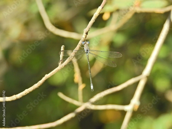 Obraz A dragonfly hanging on a thin branch in the Sequoia National Forest, Sierra Nevada Mountains, California.