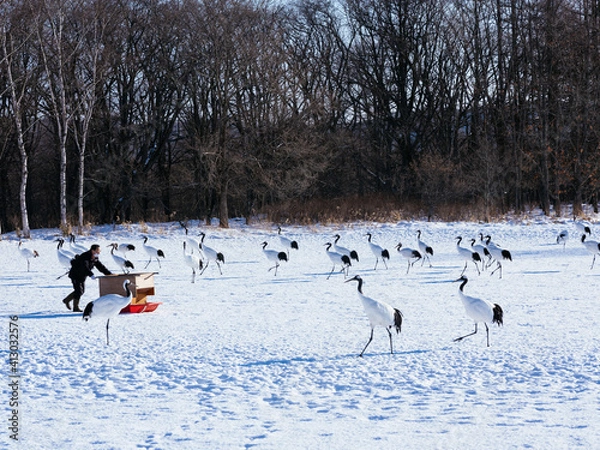 Fototapeta 鶴の餌付け