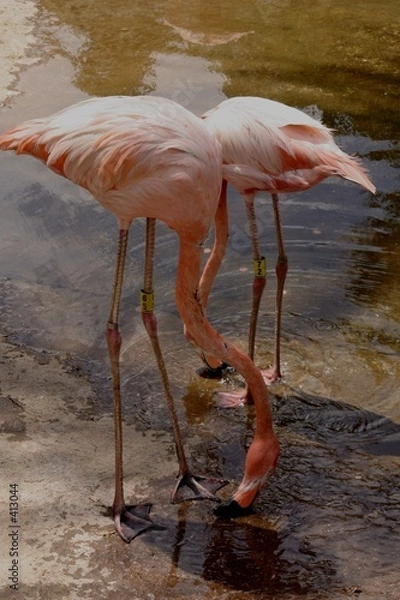 Obraz flamingo's