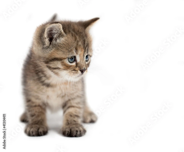 Fototapeta The small cat is isolated on a white background