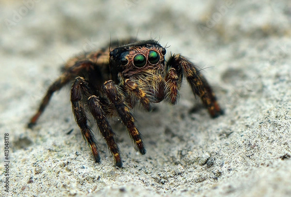 Obraz Jumping Spider in natyre