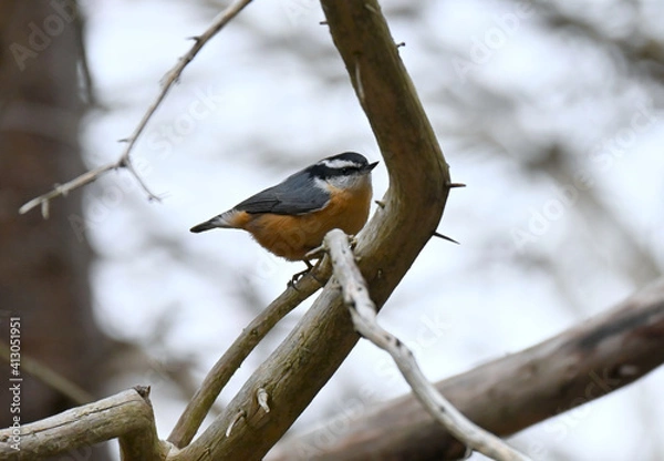 Fototapeta Red-breasted Nuthatch