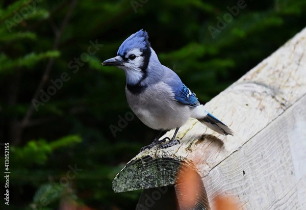 Obraz blue jay on a branch