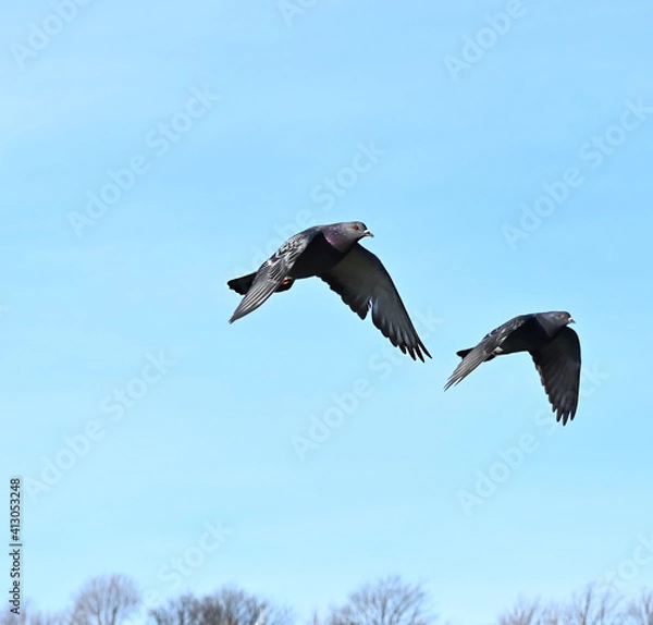 Obraz Rock pigeon Winter