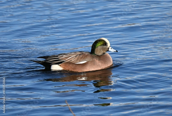 Obraz American wigeon