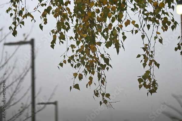 Fototapeta tree in autumn