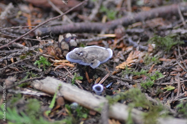 Obraz Mushroom Forest Floor