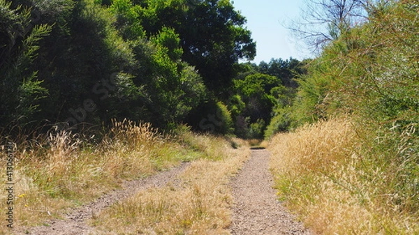 Fototapeta path in the woods