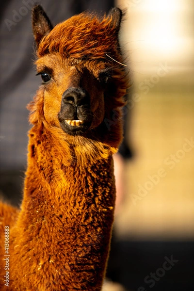 Fototapeta portrait of a llama