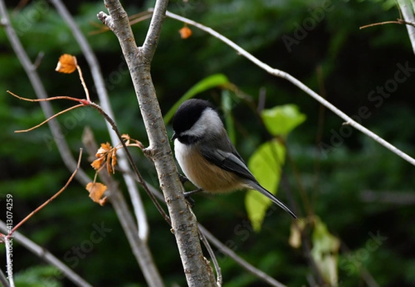 Fototapeta The black-capped chickadee (Poecile atricapillus) 
