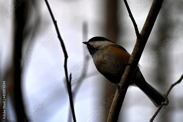 Fototapeta The black-capped chickadee (Poecile atricapillus) 