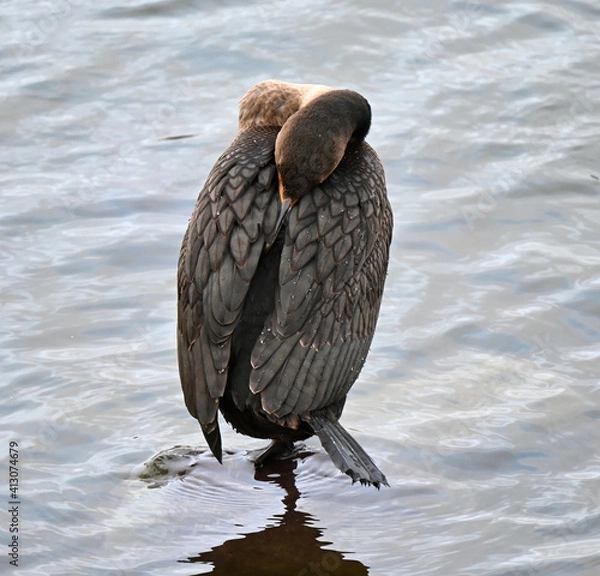 Fototapeta The double-crested cormorant (Phalacrocorax auritus) 