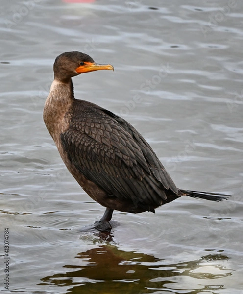 Fototapeta The double-crested cormorant (Phalacrocorax auritus) 