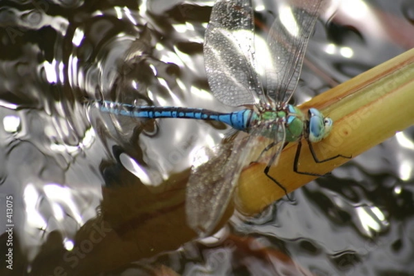 Obraz blue dragon fly
