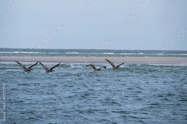 Obraz Pelicans flying over the ocean