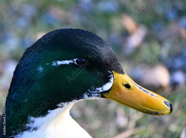 Obraz Mallard (Anas platyrhynchos)  