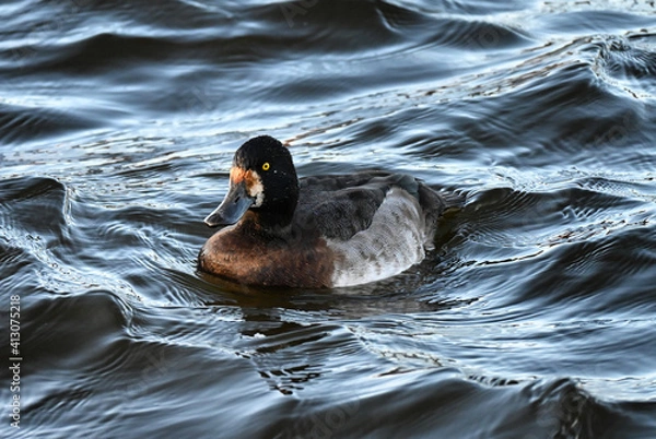 Fototapeta The lesser scaup (Aythya affinis)