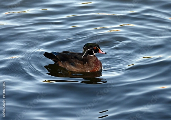 Fototapeta The wood duck or Carolina duck (Aix sponsa) 