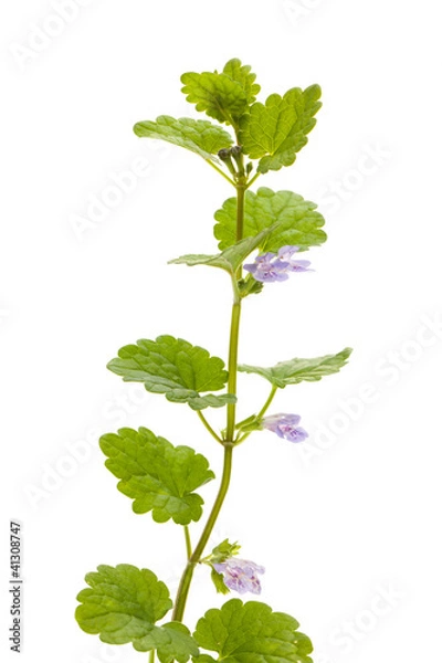 Fototapeta Gundelrebe (Glechoma hederacea) stehend vor weißem Hintergrund
